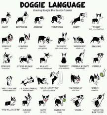 The One Way Youre Failing Your Dog Dog Language Dog Body