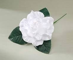 Image result for holding a white gardenia