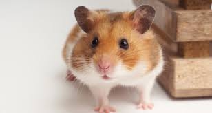 5 Most Popular Hamster Breeds Which Is Right For Me Petcoach