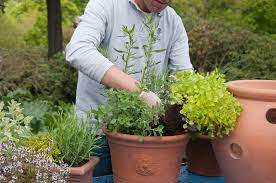 How To Plant Up A Container Rhs Gardening