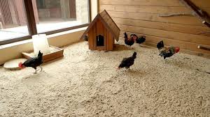 Using Sand As Coop Bedding The