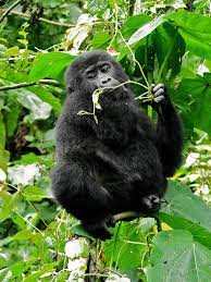Baby gorilla | A juvenile gorilla (Gorilla beringei) eating … | Flickr