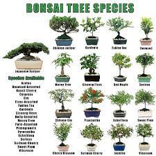 Bonsai Bonanza Garden Tree Assorted
