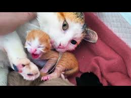 newborn kittens can hiss just a day