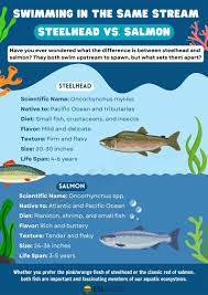 steelhead vs salmon differences and