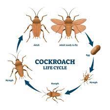 baby roaches how to get rid of