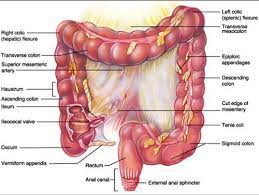 the large intestine labeling diagram