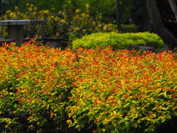 goldmound spirea vs goldflame is there
