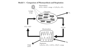 Alfred pasieka/science photo library / getty images. Unit 4 Cell Energetics Exploration And Introduction To Photosynthesis And Cellular Respiration Ppt Video Online Download