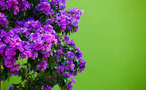 To identify the tree, start by studying the flower, since plant classification is based on the arrangement and shape of. Tibouchina Burke S Backyard
