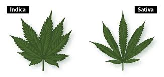 Indica Vs Sativa Whats The Difference Leaf Science