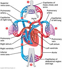 Heart Blood Circulation Diagram Heart Blood Flow Diagram