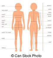 Women Body Measurements Vector Illustration Of Womens Body