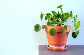 50 Houseplants That Are Healthy To Keep