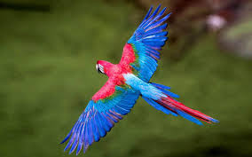 Colorful Birds Macaws Long Tailed