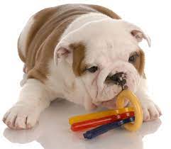 how to help your english bulldog puppy