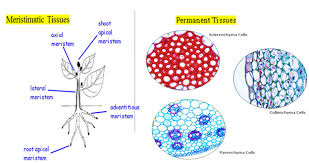Plant Tissues Types Functions Xylem And Phloem Videos