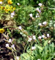 Limonium sibthorpianum (Guss.) Kuntze - Portale della Flora d'Italia ...