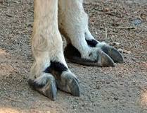 What is an alpacas foot called?