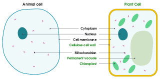 cell membrane definition function