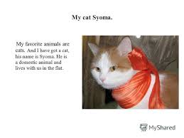 Essay On My Favorite Animal Cat Custom Paper Example