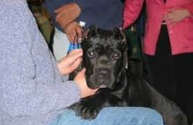 Cane Corso Dogs Questions And Answers