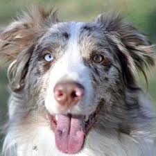Find your new family member today, and discover the puppyspot difference. Australian Shepherd Puppies For Sale In Montana Adoptapet Com