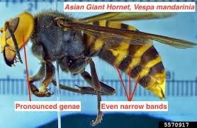 yellow legged hornet vespa velutina
