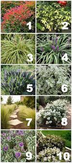 Drought Tolerant Plants For Your Yard