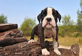 Discover how to train your boxer the right way at home. Mini Boxer Pet Keen
