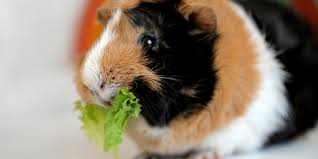 Vegetables For Guinea Pigs