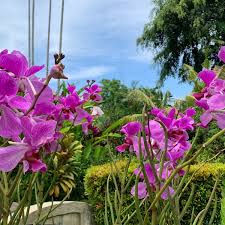 bali orchid garden jln byp tohpati