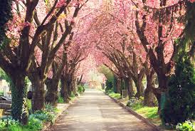 Buy the selected items together. Cherry Blossom Facts 9 Things To Know About Cherry Blossom Trees