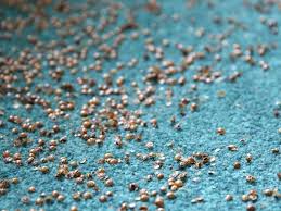 how to get rid of carpet beetles 3