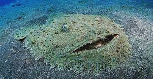 the seafloor has a carpet a shark you