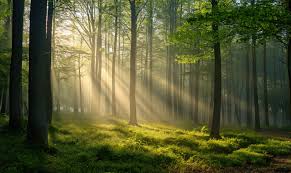 morning sun rays in green forest free