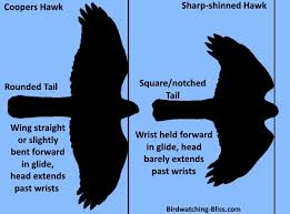 Both have short, rounded wings and long. Coopers Hawk Vs Sharp Shinned Hawk Identification