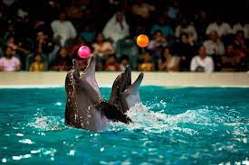 dubai dolphinarium an eye catching