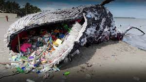 whales and plastic sustainable