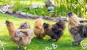 Silkie Chicken Experts gambar png