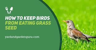how to keep birds from eating gr seed