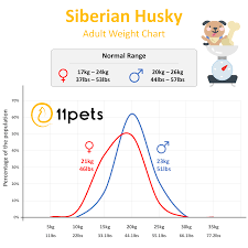 Typical Weight For Siberian Husky Dogs 11pets Pet Care App