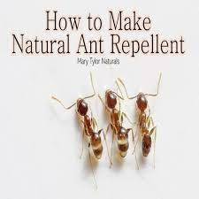 how to make natural ant repellent