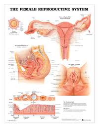 The Female Reproductive System Anatomical Chart