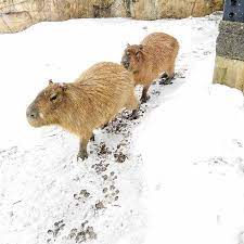 Henry Vilas Zoo - Our brave capybaras, Shrek and Fiona,... | Facebook