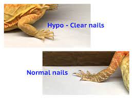 a guide to bearded dragon mutations and