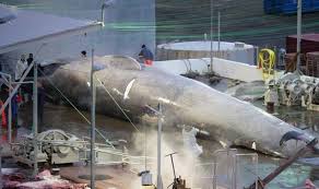 blue whale killed for commercial