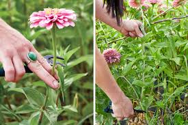 Tips For Growing A Cut Flower Garden