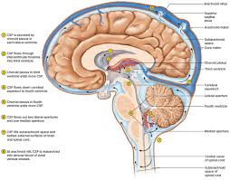 ventricles of the brain anatomy