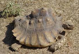 Organized African Sulcata Tortoise Growth Chart 2019